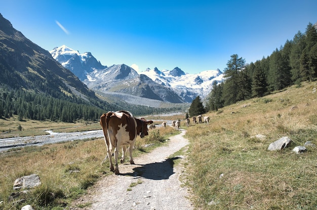 Vacas en camino de pastoreo de montaña
