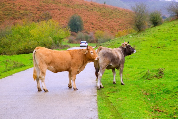 Vacas en un camino pirenaico de la selva de Irati en Navarra España