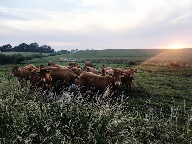 Las vacas en el campo al atardecer