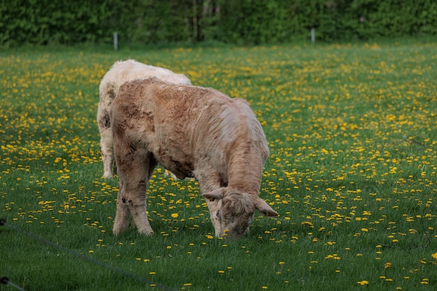 vacas en un campo en Alemania