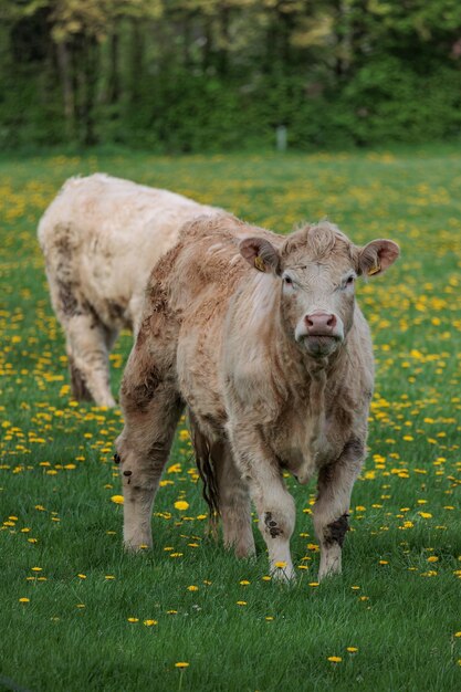 Foto vacas en un campo en alemania