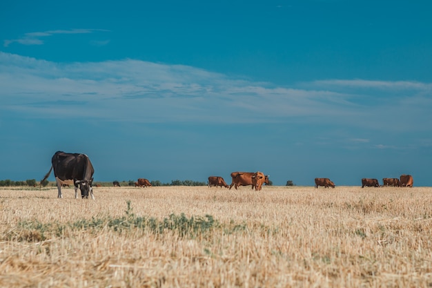 Vacas en un campo amarillo y azul cielo.