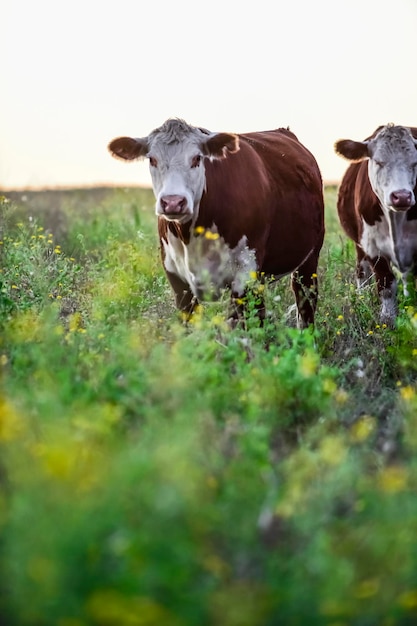 Vacas en el campo argentinoPampasArgentinaPatagonia