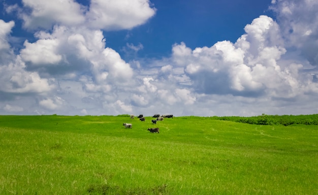 Vacas en el campo comiendo hierba, foto de varias vacas en un campo verde con cielo azul y espacio de copia, un campo verde con vacas comiendo hierba y hermoso cielo azul