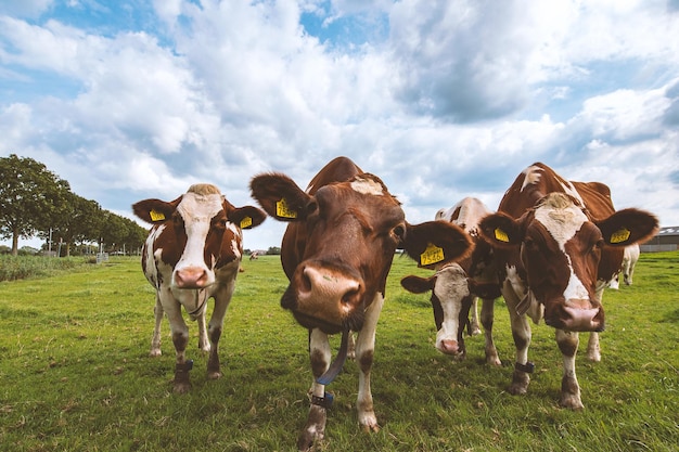 Foto vacas en el campo contra el cielo