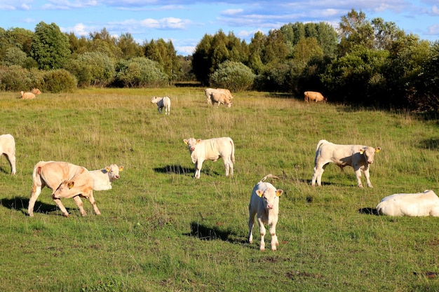 Las vacas en un campo de granja pastan