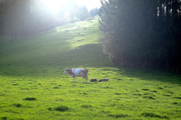 Vacas en el campo de hierba contra los árboles
