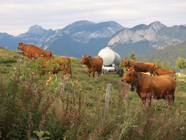 Vacas en el campo de hierba contra el cielo