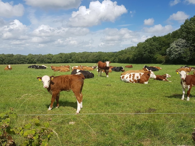 Foto vacas en el campo de hierba contra el cielo