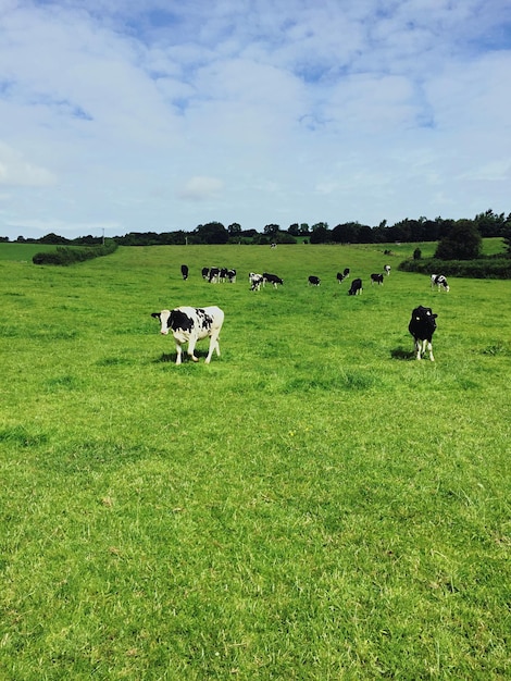 Foto vacas en el campo de hierba contra el cielo