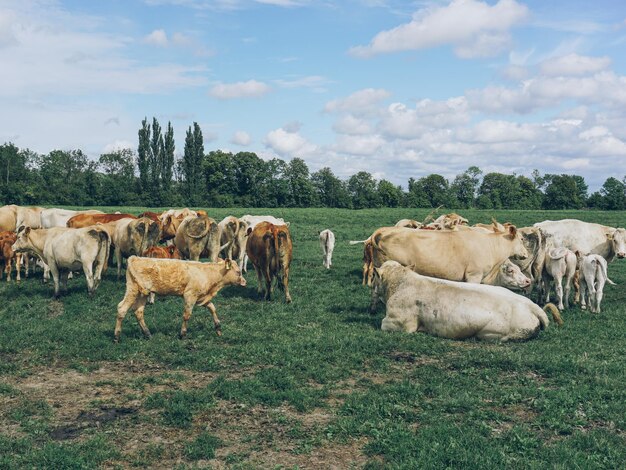 Foto vacas en el campo de hierba contra el cielo