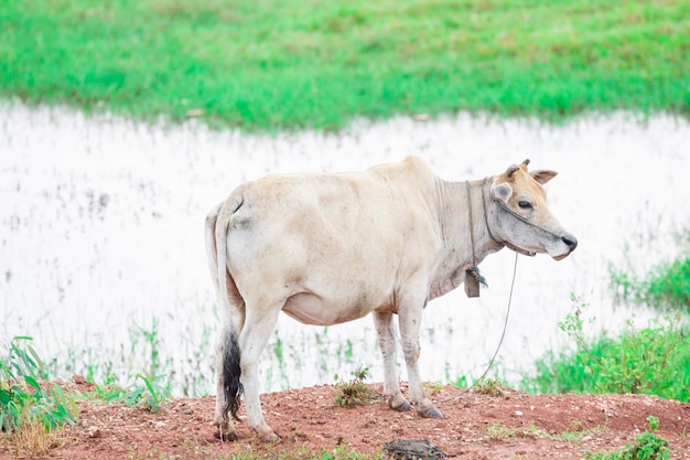 Vacas en un campo de hierba en un día brillante y soleado en Tailandia Rebaño de vacas en el campo verde de verano Terneros holandeses en el prado Vacas en un pasto de verano imagen de enfoque suave de un animal en el campo