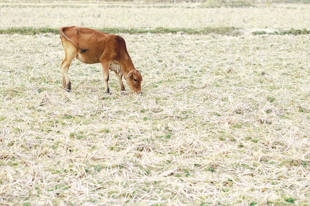 Vacas y campo de hierba seca.