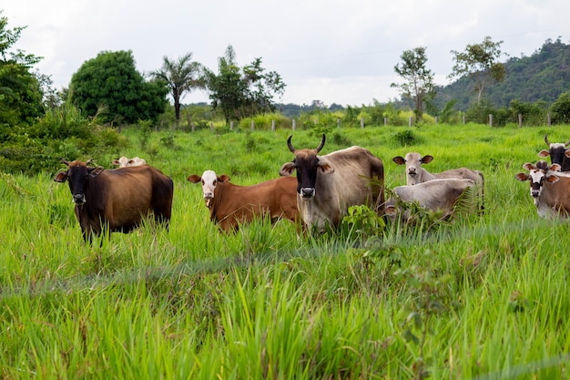 Las vacas en un campo de hierba verde mirando a la cámara el enfoque selectivo