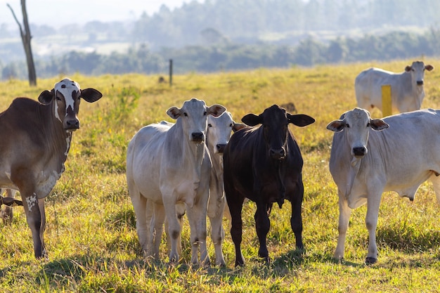Vacas en un campo de hierba verde mirando a la cámara