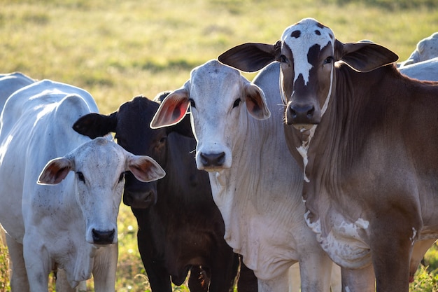 Vacas en un campo mirando a la cámara