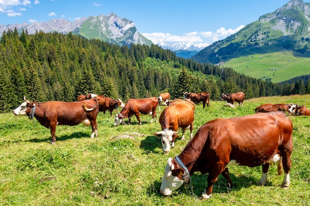 Vacas en un campo de montaña. La Clusaz, Alta Saboya, Francia