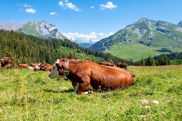 Vacas en un campo de montaña. La Clusaz, Alta Saboya, Francia