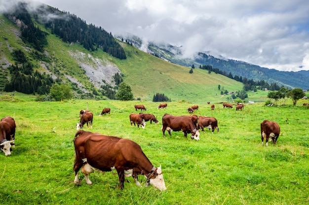 Vacas en un campo de montaña. La Clusaz, Alta Saboya, Francia