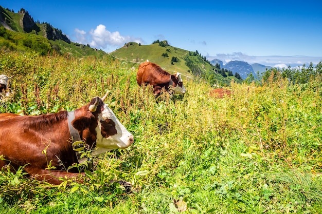 Vacas en un campo de montaña. Grand-Bornand, Alta Saboya, Francia