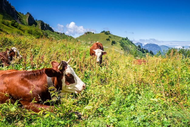 Vacas en un campo de montaña. Grand-Bornand, Haute-savoie, Francia