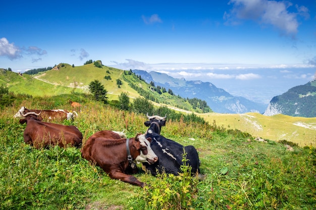 Vacas en un campo de montaña El GrandBornand Hautesavoie France