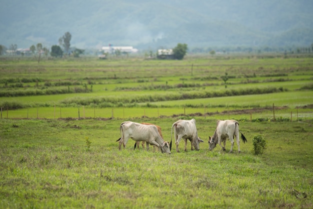 Vacas en campo y montaña