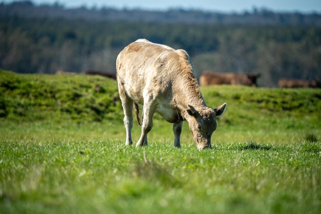 Vacas en un campo pastando en pastos en Australia