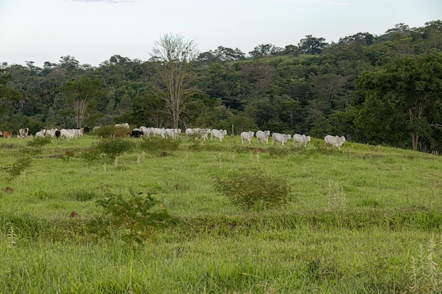 Vacas en un campo de pasto para la cría de ganado en una granja