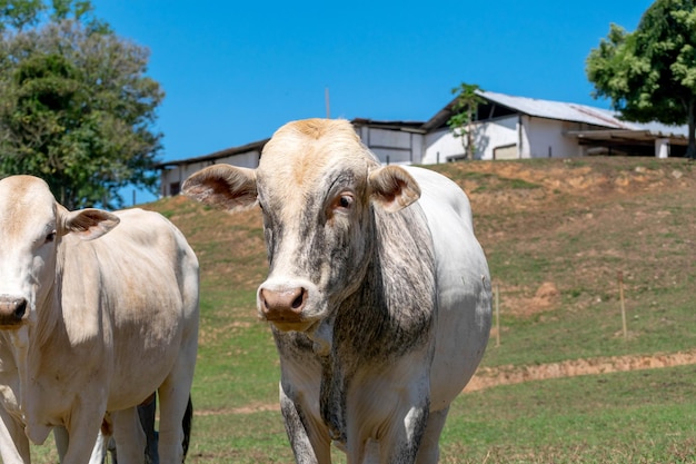 Vacas en un campo de pastoreo enfoque selectivo