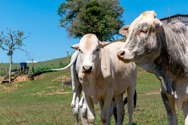 Vacas en un campo de pastoreo enfoque selectivo