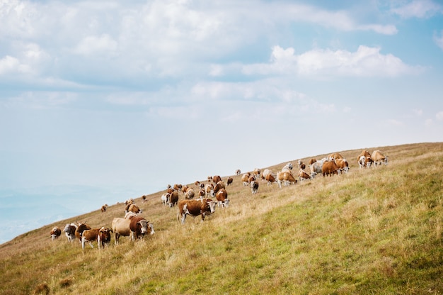 Vacas en un campo verde y un cielo azul.