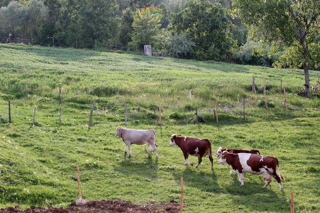 Vacas en un campo verde