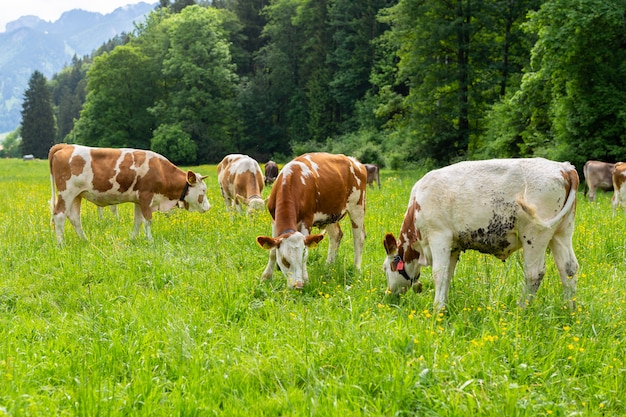 Vacas en un campo verde