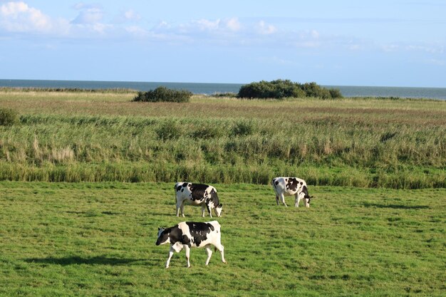 Vacas en un campo