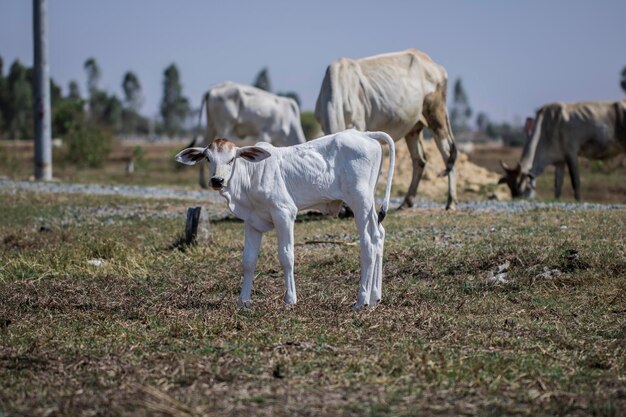 Foto vacas en un campo