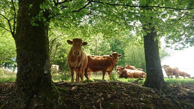 Vacas en el campo