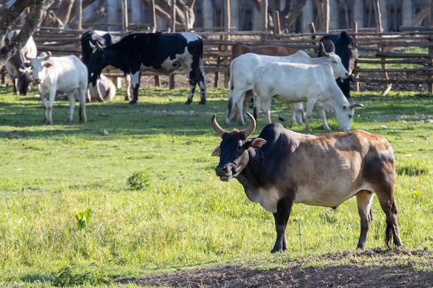 Foto vacas en un campo