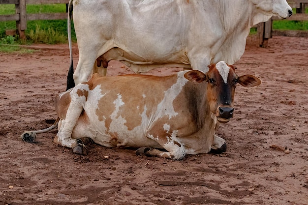 Vacas en el campo