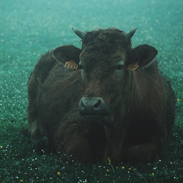 Foto vacas en un campo