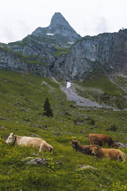 Foto vacas en un campo