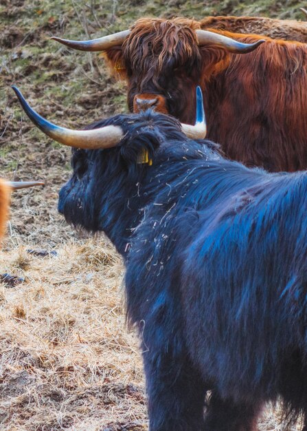 Foto vacas en un campo