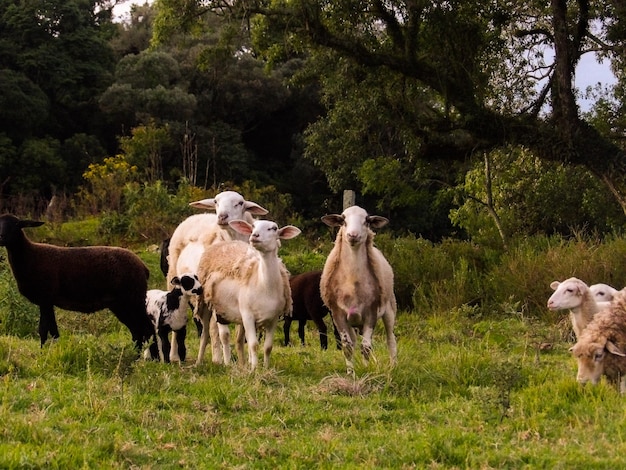 Foto vacas en el campo