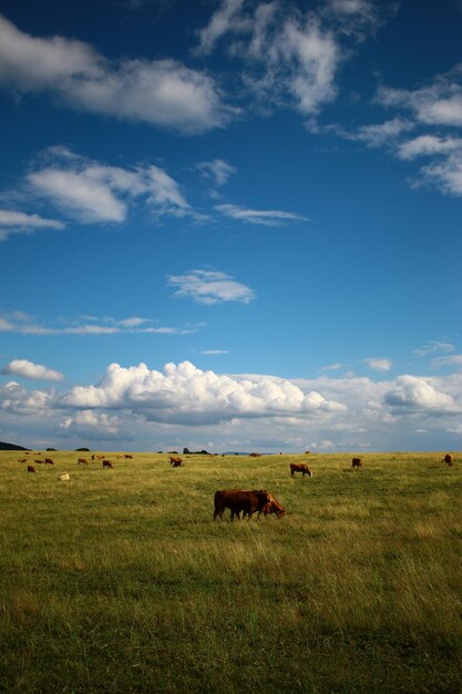 Foto vacas en un campo