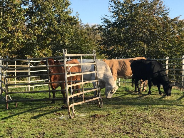 Foto vacas en un campo