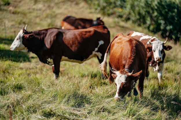 vacas en el campo