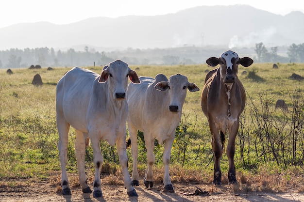 Vacas en un campo