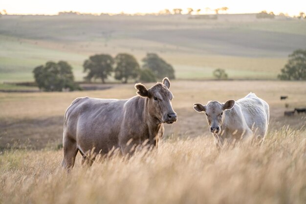 Vacas de carne gordas pastando en hierbas nativas en un campo en una granja que practica la agricultura regenerativa en Australia Hereford ganado en pastos ganado vacas en un campo al atardecer con luz dorada