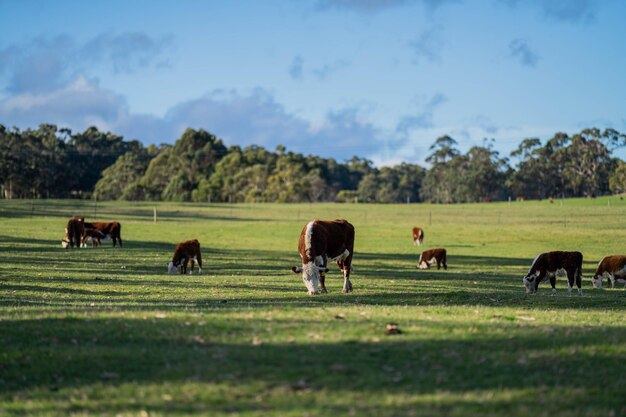 Vacas de carne y terneros pastando en el césped en primavera