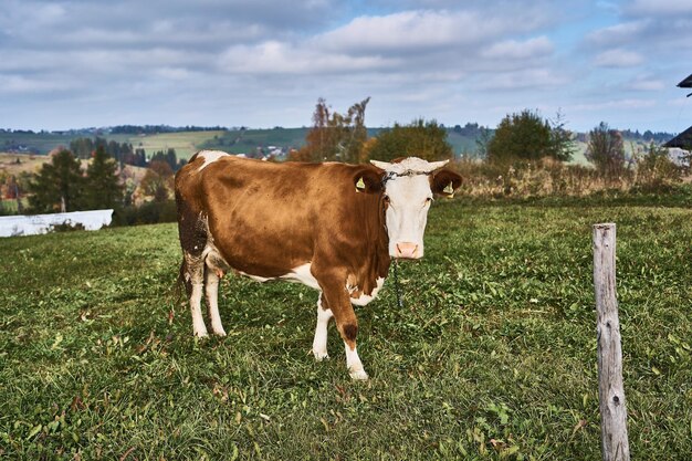 Foto vacas castanhas e brancas pastando no campo perto das montanhas